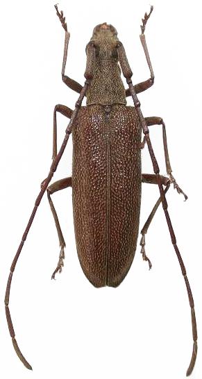 Caraphia lepturoides