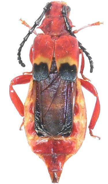 Erythraenus borneensis