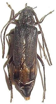 Psephactus scabripennis