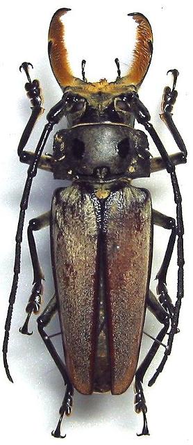 Callipogon (Callipogon) senex