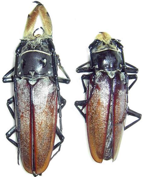 Callipogon (Callipogon) senex