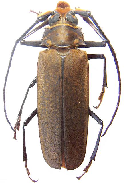 Callipogon (Orthomegas) jaspideus