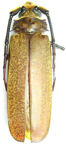 Callipogon (Orthomegas) jaspideus