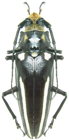Callipogon (Callipogon) lemoinei