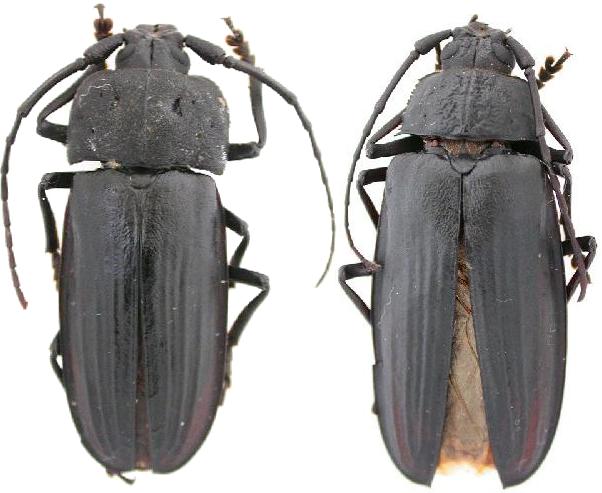 Callipogon (Navosoma) luctuosus