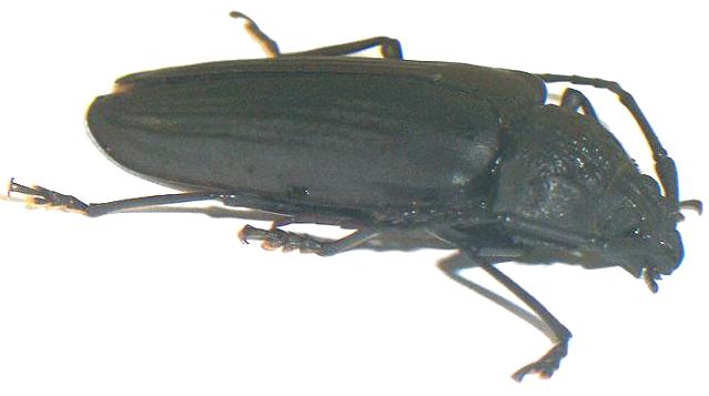 Callipogon (Navosoma) luctuosus