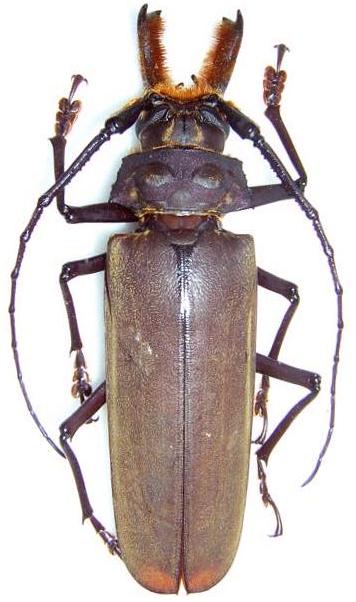 Callipogon (Orthomegas) pehlkei