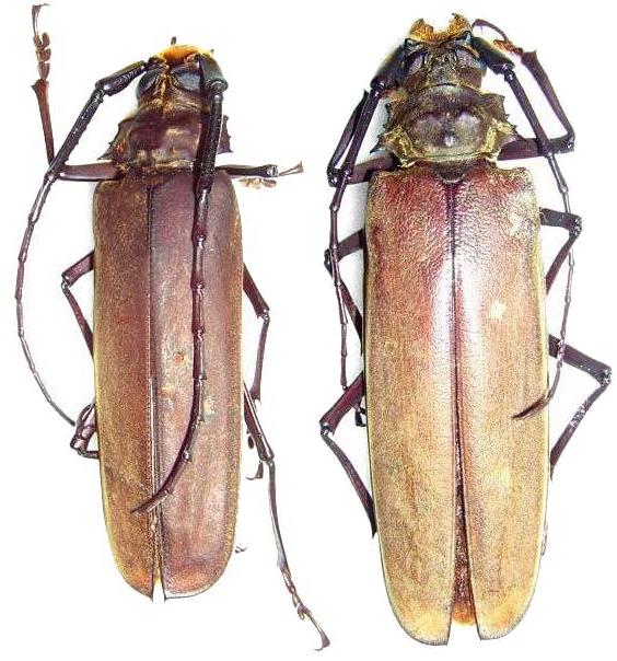 Callipogon (Orthomegas) similis