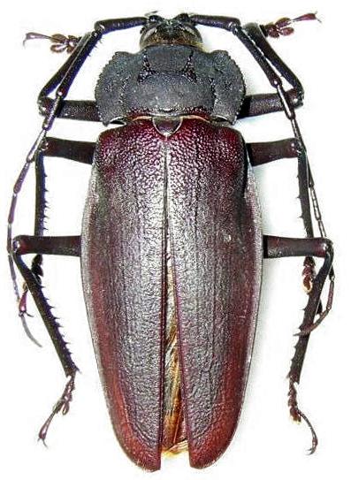 Ctenoscelis acanthopus