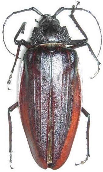 Ctenoscelis coeus