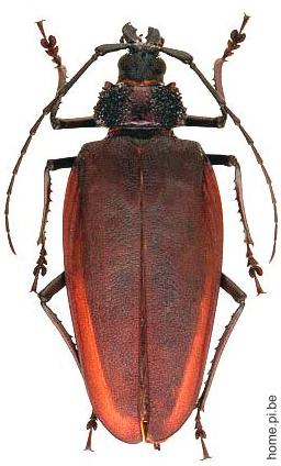 Ctenoscelis coeus