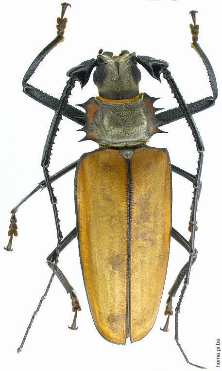 Enoplocerus armillatus