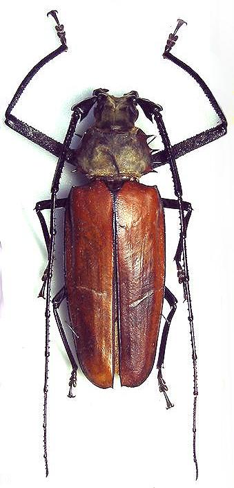 Enoplocerus armillatus