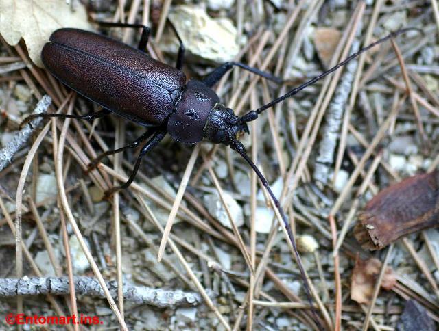 Ergates (Ergates) faber