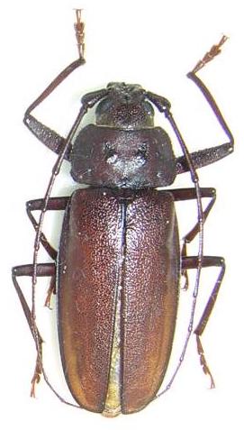 Ergates (Ergates) faber