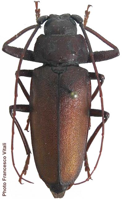 Ergates (Ergates) faber