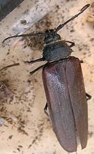 Ergates (Trichocnemis) spiculatus