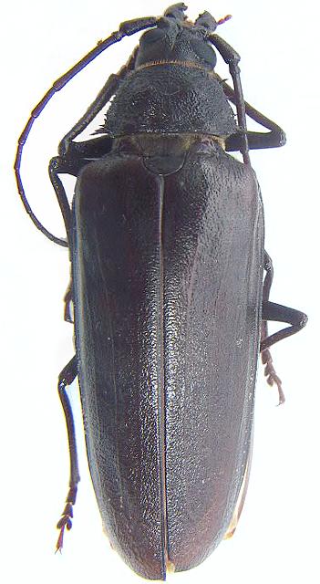 Ergates (Trichocnemis) spiculatus