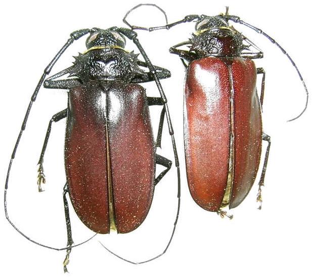 Hoplideres spinipennis nitidior