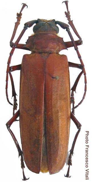 Callipogon (Orthomegas) cinnamomeus