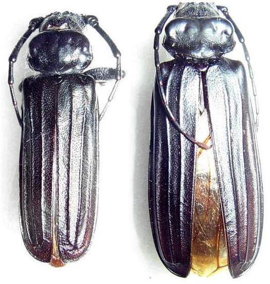 Chorenta reticulatus