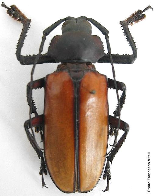 Rhaphipodus (Rhaphipodus) suturalis